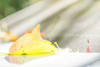 挥和出色的 挥和出色的